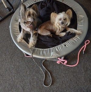 Meet your Posher, Rose ann